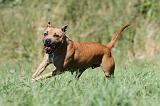 STAFFIE 072